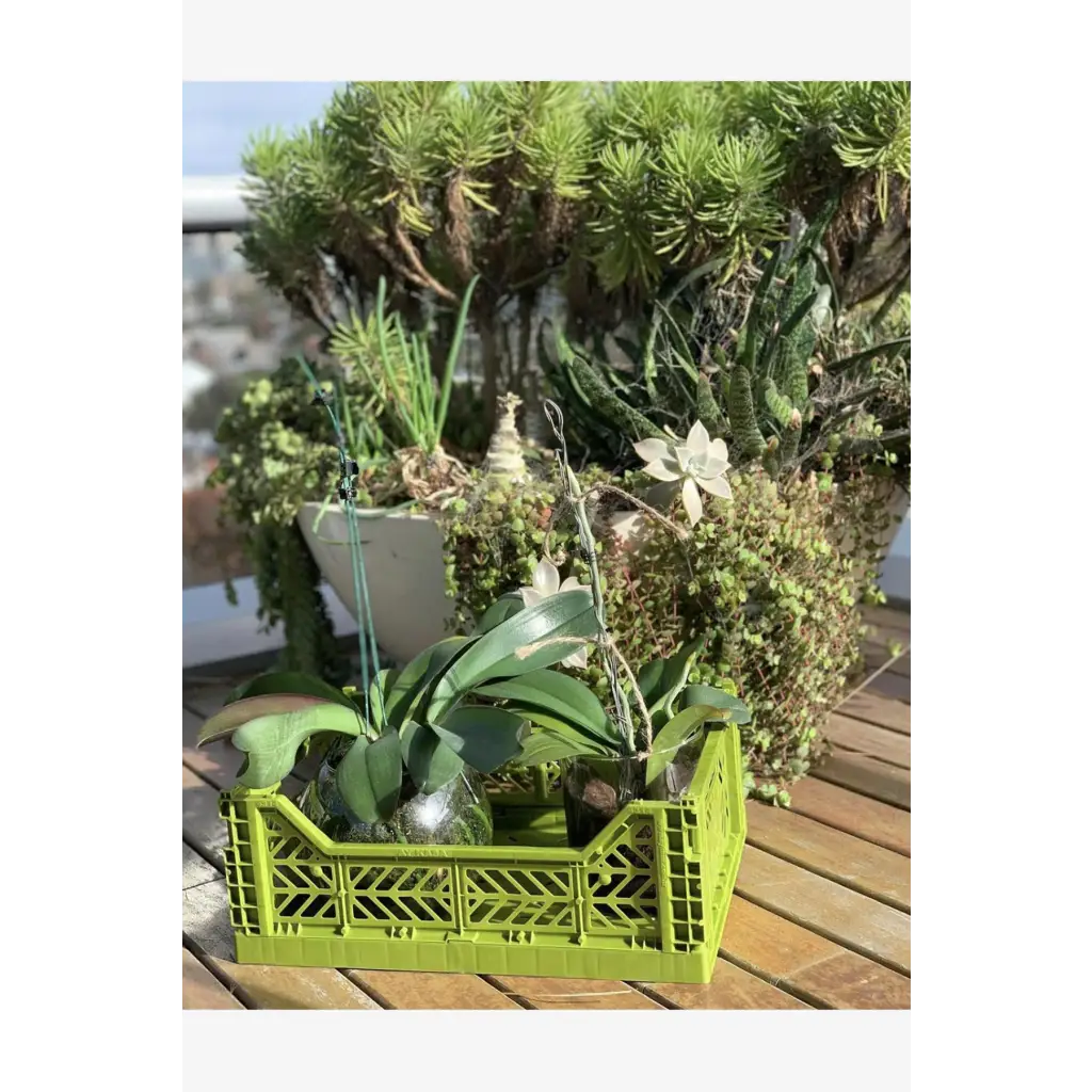 Foldable Storage Bins, Plastic Crate for Storage, Collapsible Crate, Utility Stackable Box Medium Olive - Luna Crates