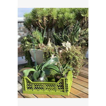 Foldable Storage Bins, Plastic Crate for Storage, Collapsible Crate, Utility Stackable Box Medium Olive - Luna Crates